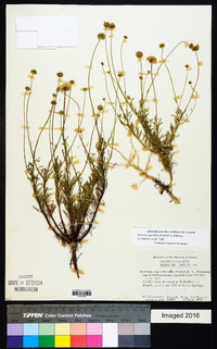 Balduina angustifolia image