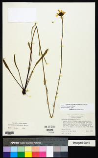 Balduina atropurpurea image