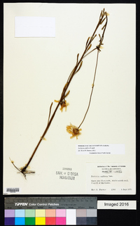 Balduina uniflora image