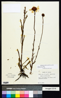 Balduina uniflora image