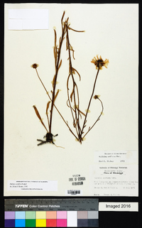 Balduina uniflora image