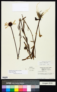 Balduina uniflora image