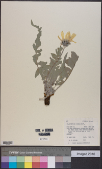 Balsamorhiza incana image