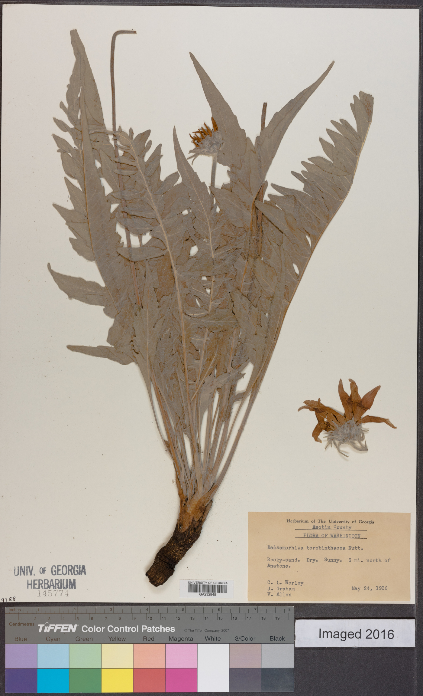 Balsamorhiza × terebinthacea image