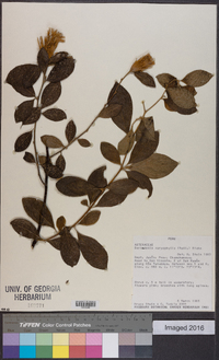 Image of Barnadesia caryophylla