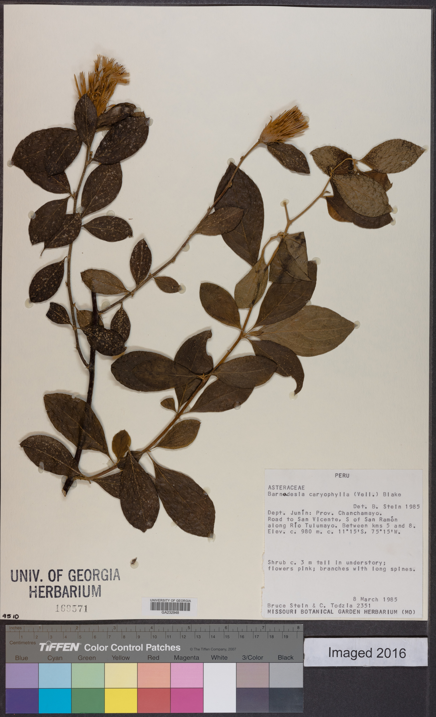 Barnadesia caryophylla image