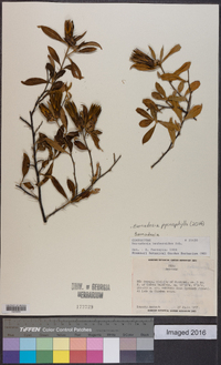 Image of Barnadesia pycnophylla