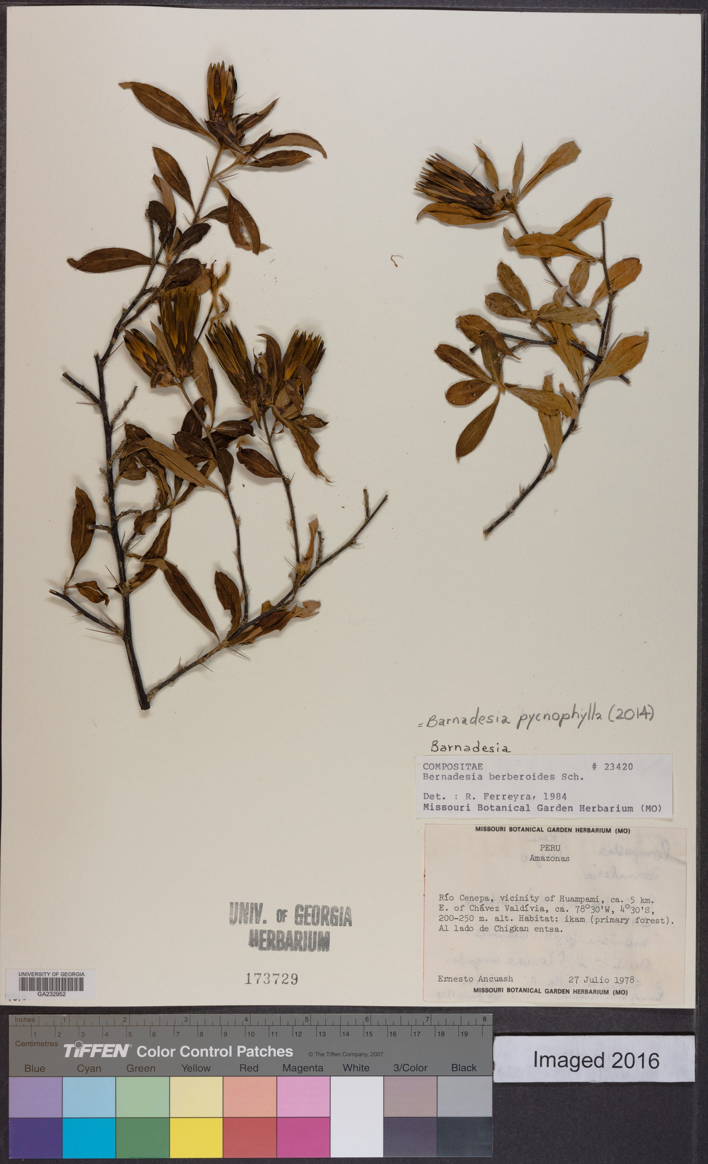 Barnadesia pycnophylla image