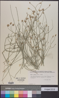 Bebbia juncea image