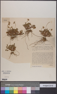 Bidens biternata image