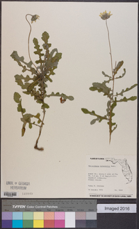 Berlandiera subacaulis image