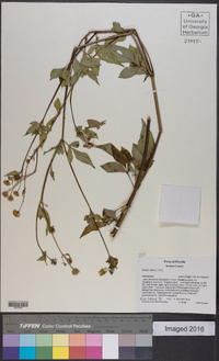 Bidens alba image