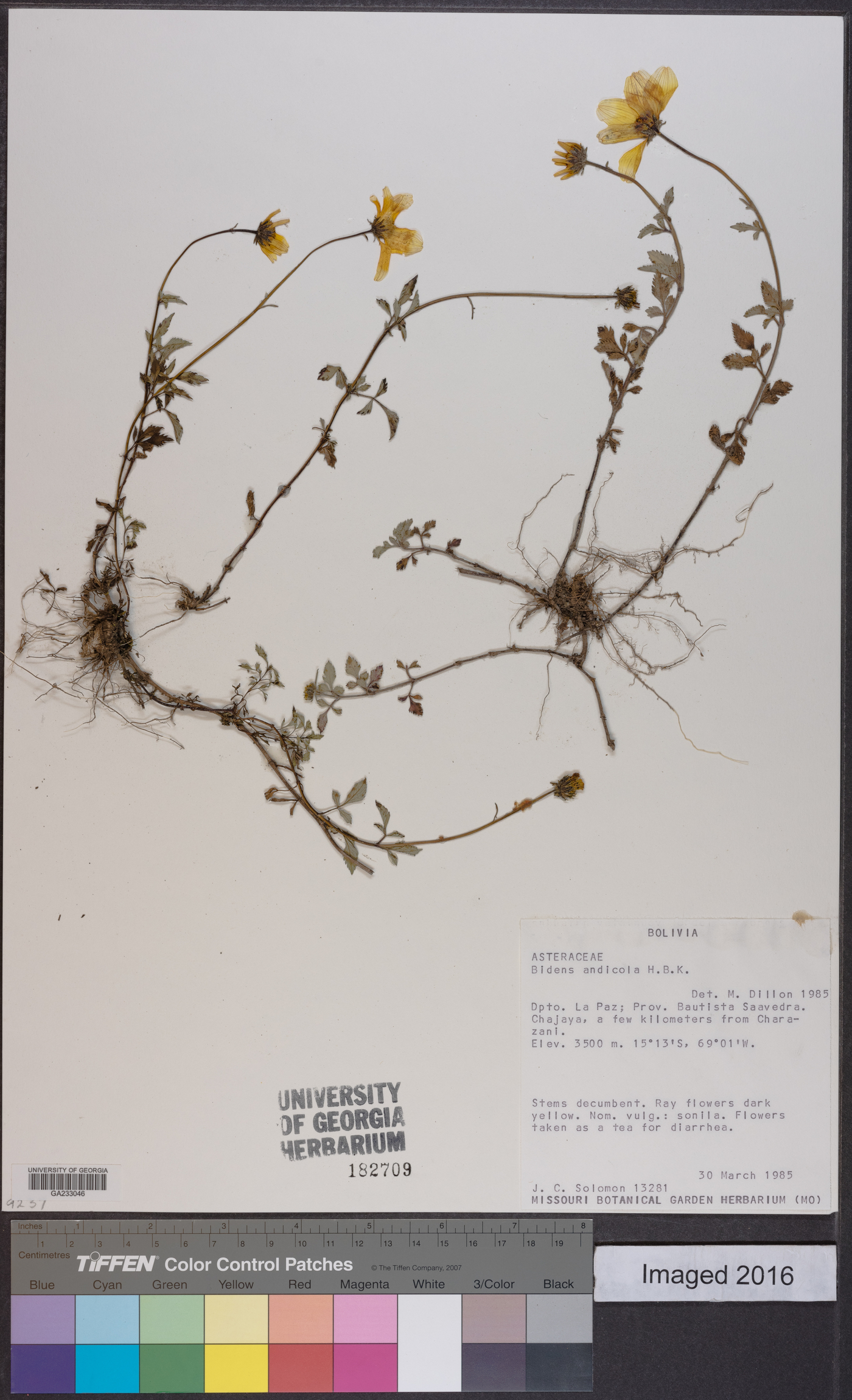Bidens andicola image