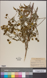 Bidens aristosa image