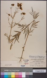 Bidens aristosa image