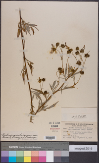 Bidens aristosa image