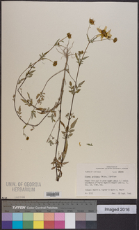 Bidens aristosa image