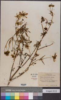 Bidens aristosa image