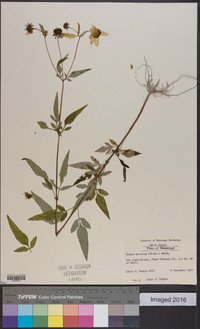 Bidens aristosa image