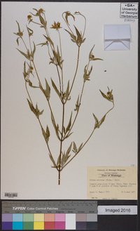 Bidens aristosa image