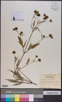 Bidens aristosa image