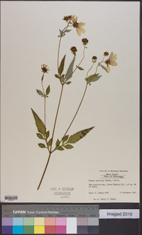 Bidens aristosa image