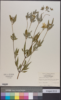 Bidens aristosa image