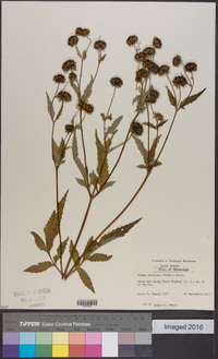 Bidens aristosa image