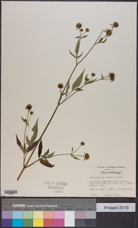 Bidens aristosa image