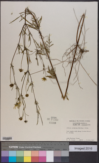 Bidens aristosa image