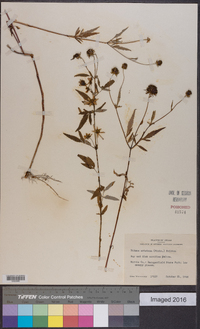 Bidens aristosa image