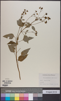 Bidens asymmetrica image