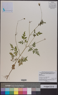 Bidens bipinnata image