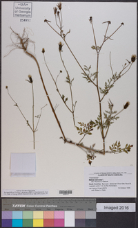 Bidens bipinnata image