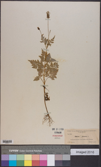 Bidens bipinnata image