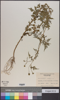 Bidens bipinnata image