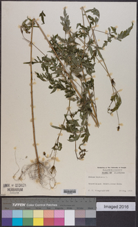 Bidens bipinnata image