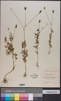 Bidens bipinnata image