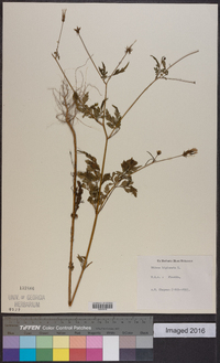 Bidens bipinnata image