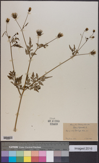 Bidens bipinnata image