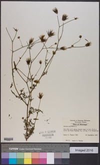 Bidens bipinnata image