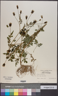 Bidens bipinnata image