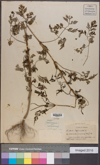 Bidens bipinnata image