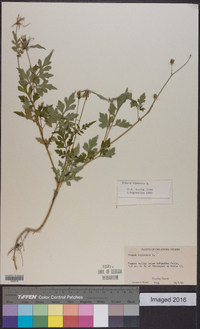 Bidens bipinnata image