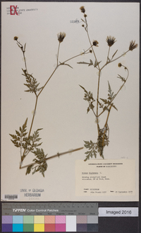 Bidens bipinnata image