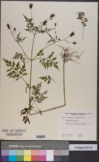 Bidens bipinnata image