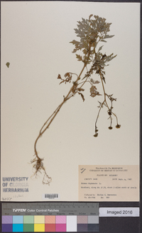 Bidens bipinnata image