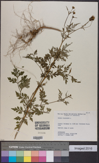 Bidens bipinnata image