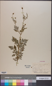 Bidens bipinnata image