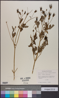 Bidens biternata image